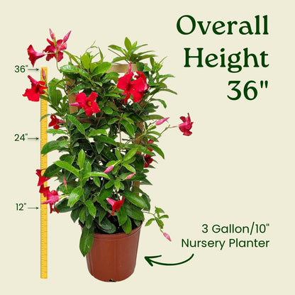 Mandevilla Live Plant - Trellis - Red Giant Flowering Mandevilla - Tropical Plants of Florida - Overall Height 36" (Plant Only)