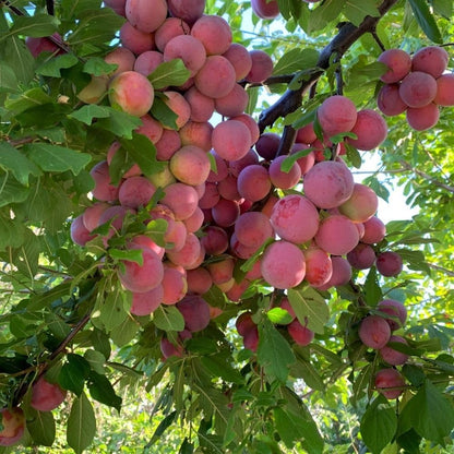 Methley Plum Tree 2-3 Feet Tall in 3 Gallon Pot, Red Purple Plum Plant Live, Hardy PlumsTrees for Planting Outdoor Garden, No Ship to CA