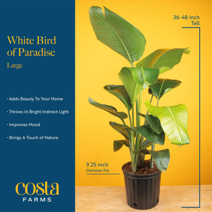 Costa Farms White Bird of Paradise & Money Tree Live Plants in Decorative Pots, Large Indoor Houseplants, Home, Room, or Office Decor, House Warming or Birthday Gift, 3-4 Feet, Pack of 2