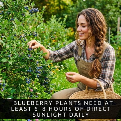 5 Blueray Blueberry Tree Seedlings Live Plant – Fruit Bearing Blueberry Bush Starter in Box – Healthy Rooted Sapling for Outdoor Garden, Patio or Container Growing (5 Plants)