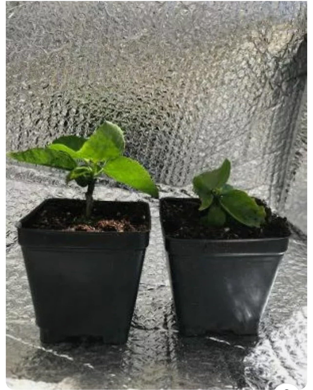 Live Plant - Marianne CHARLETON Small Rooted Exotic Tropical Hibiscus Starter Plant