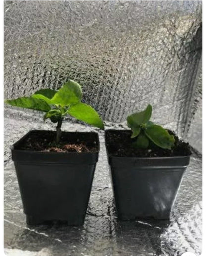 Live Plant - Marianne CHARLETON Small Rooted Exotic Tropical Hibiscus Starter Plant