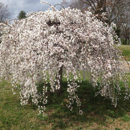 2 Weeping Cherry Blossom Tree Plants, 8 to 12 Inch Tall Live Cherry Blossom Plant in Pot, White Weeping Cherry Blossom Flowers Live Plant, Cherry Blossom Tree Live Ready to Plant