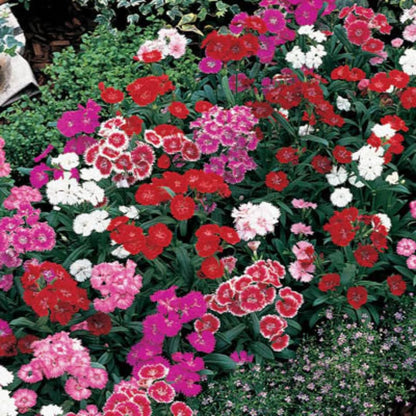Random Color Dianthus Live Plant, Dianthus Carnation Perennial Plant Live, Very Fragrant Mixed Colors, Size 3-6 Inc in Pot