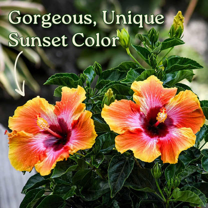 Hibiscus Bush - Fiesta Flower - Tropical Plants of Florida - 3 Gallon Pot - Overall Height 22" to 26" - Sunset Multicolor Blooms