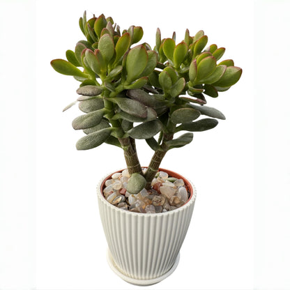 Sprout N Green Dwarf Jade with White Stripe Pot, Live Crassula Ovata Crosby's Compact, Rare Cute Succulent Plant in 4" Planter, Home Office Décor