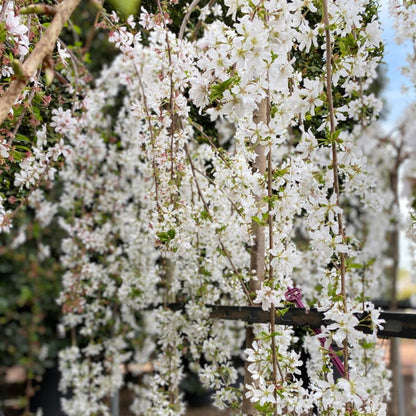 2 Weeping Cherry Blossom Tree Plants, 8 to 12 Inch Tall Live Cherry Blossom Plant in Pot, White Weeping Cherry Blossom Flowers Live Plant, Cherry Blossom Tree Live Ready to Plant