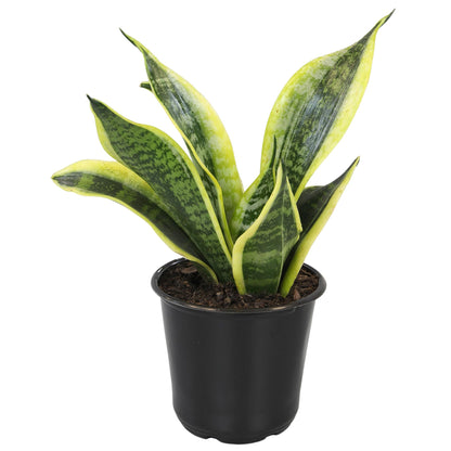 Altman Plants Live Snake Plant (Superba), Approx. 13" Tall, Virtually Indestructible, Easy Succulent Houseplant, 4 in Pot