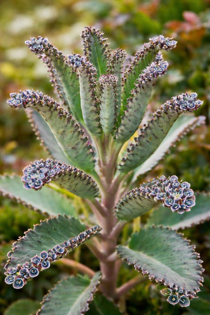 Mother of Millions Starter Plant – Live Succulent in 2 Inch Starter Pot – Rare Colorful Kalanchoe, Easy-Care Houseplant