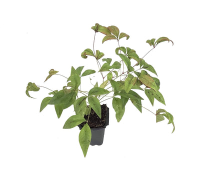 Firepower Heavenly Bamboo | 3 Live Plants | Nandina Domestica | Compact Ornamental Shrub, Year-Round Color, Low Maintenance, Bright Red Foliage, Outdoor Landscape, Garden Accent