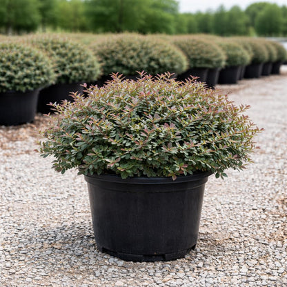 Cinnamon Girl® Distylium 3-Gallon