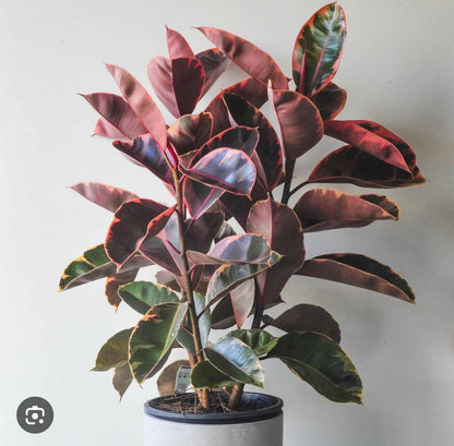 Live Plant - Ruby Rubber Tree-Ficus Elastics-Small Rooted Starter Plant-Pink Variegated Leaf
