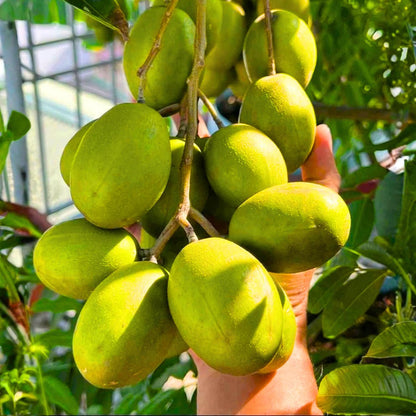 2-3Ft June Plum Tree Live Plant, 3 Years Old Tropical June Green Plum Fruit Trees, Zones 10-11 Outdoor Planting