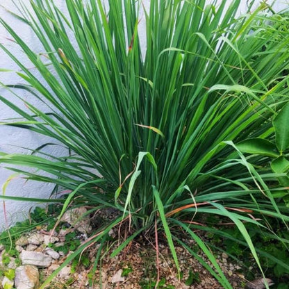 2 Lemon Grass Live Plants, Lemongrass Plant Pot 4'', 10 Inches Tall