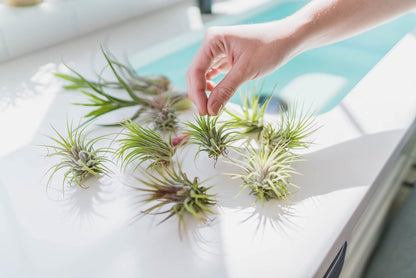 12 Pack Large Air Plant Baileyi 6 to 8 Inches - Available in Wholesale and Bulk - Live Succulent House Plants - Home and Garden Decor - Easy Care Indoor and Outdoor Plants