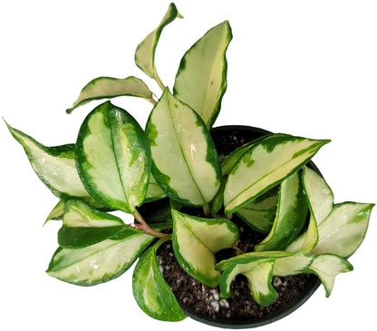 Hoya Krimson Princess, Hoya Carnosa Vareiagata, Live Hoya Plant, Live Arriaval Guarantee! (4" Pot with 2 or More Plants)