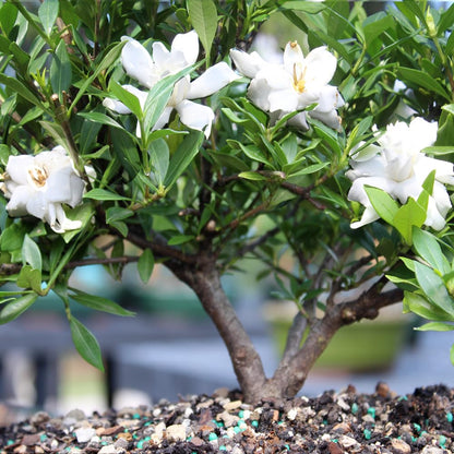 Brussel's Live Gardenia Outdoor Bonsai Tree - 6 Years Old; 10" to 14" Tall with Decorative Container