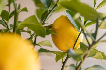Meyer Lemon Gift Tree, Dwarf Fruit Tree with Sweet Juicy Lemons, Live Indoor and Outdoor Citrus Plant, Housewarming Gift by The Magnolia Company, No Shipping to TX, LA, AZ, AL, CA