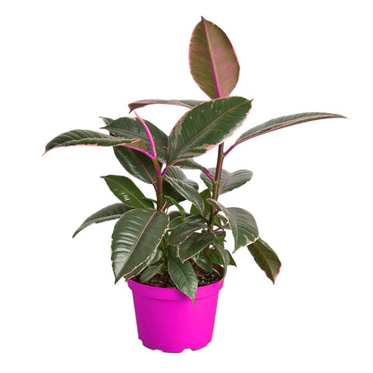 9 Pack Ficus Elastica 'Tineke' - 6" Pot in 6in Pot - Live Tropical Houseplant - Easy to Grow | Air Purifying | Variegated | USA Growers | The Snobby Leaf