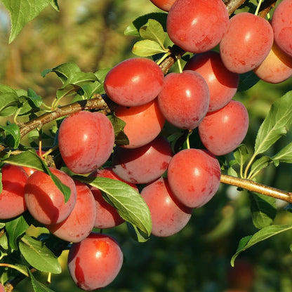 Plum Tree Live Plant, 1 Year Old Plum Trees Sweet Fruits Bare Roots, 6-12" Tall, Cold Hardy, Dormant in Winter