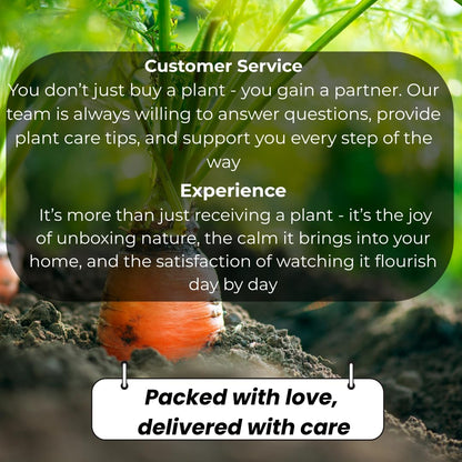 Pink Crown of Thorns Plant, 4-8 Inch Tall Euphorbia milii, Low Maintenance, Easy to Grow, Hardy Perennial Flowering Succulent for Indoor & Outdoor Use
