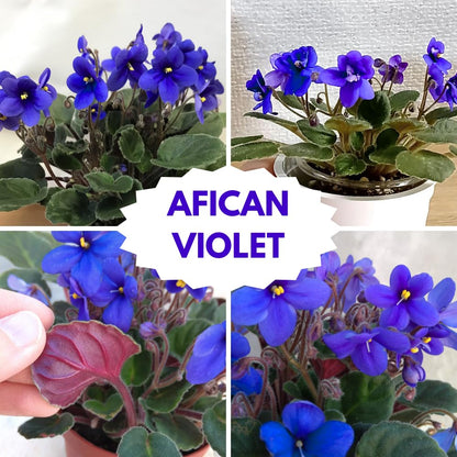 African Violet Live Plant Houseplant in 4" Pot, Blooming Indoor Plant for Home or Office with Vibrant Flowers (Blue African Violet)