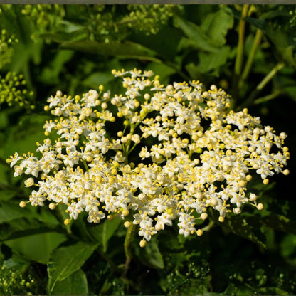 2 Elderberry Live Plants | 8-12 Inches Bare Root Rooted Cuttings | Black Sambucus Deciduous Fruit Shrub | Well-Rooted for Outdoor Garden and Landscape