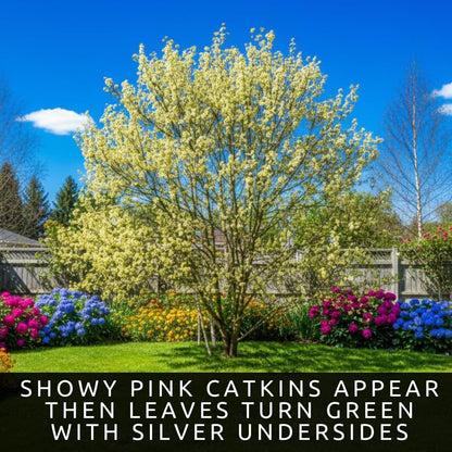 Pink Pussy Willow Tree Cuttings to Plant - Fresh Cuttings, Ready to Plant (4 Cuttings)