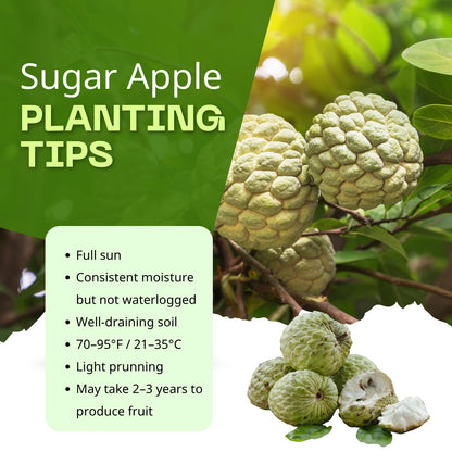 Sugar Apple Tree Live Plant, 1.5-2.5 Feet Tall, Annona Squamosa Sugar Apple Fruit Tree in Gallon Pot, No Ship CA