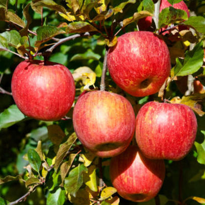 Gala Apple Tree Live Plant, Apple Plant Live for Planting, 2-3 Feet Tall, Bareroot Dormant, Live Apple Tree Plant Live, Sweet Apple Fruit Tree Ready to Grow Your Garden