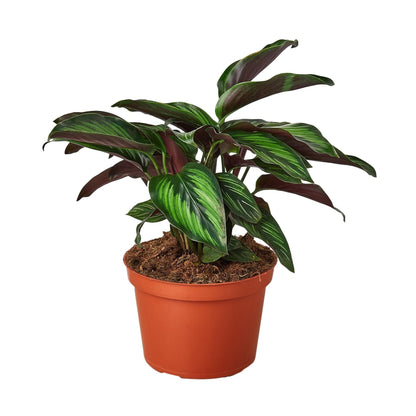 6 Pack Calathea 'Beauty Star' in 4in Pot - Live Plants Tropical Houseplants | Variegated | USA Growers | The Snobby Leaf