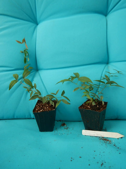 Live Plant - Bignonia Yellow Crossvine Rooted Starter Plant