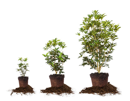 Perfect Plants Tea Olive Live Plant, 7 gallon, Includes Care Guide