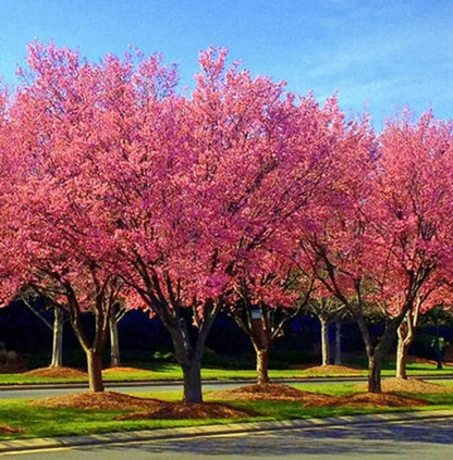 Okame Flowering Cherry Tree - 10-16" Tall Live Plant - Quart Pot - Pink Cherry Blossom Seedling - Prunus 'Okame'