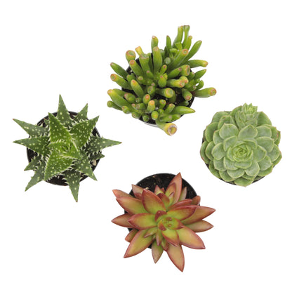 Altman Plants, Live Succulents Plants Live Houseplants (4PK), Succulent Plant Lover Gifts, Live Indoor Plants in Potting Soil, Live Plants Indoor Cactus Plants Live Succulent Plants Live House Plants