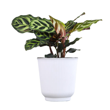 Altman Plants Calathea Live Plant Decor, Makoyana Prayer Plant in 4 Inch White Plastic Plant Pot, Easy Plant Gift, Pet Friendly Plants, Unique Desk Plant, House Plant in Indoor Plant Potting Soil Mix