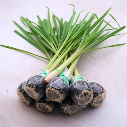 8 Lemongrass Plants Live, Well Rooted Lemongrass Stalks, 4-8 Inches, Fresh Lemon Grass Herbs for Garden Containers Growing