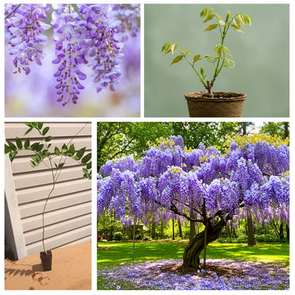 Stunning Live 1 Potted Chinese Blue Weeping Wisteria Tree Fresh Plant