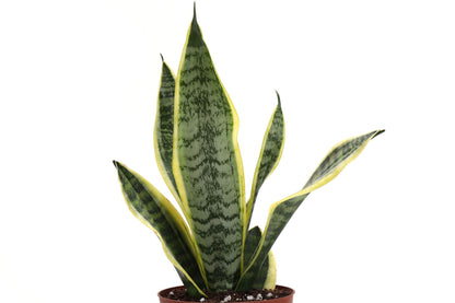 Thorsen's Greenhouse Low Light Houseplant Set, Easy Care Plants, Set of 3 Plants, Live Indoor Plants, 4" Diameter, Classic Pots (White)