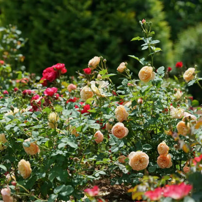 Rose Plant Live Ready to Plant, Fragrant Roses Flowers, in Pot, Ornamental Flowers Indoor Outdoor Home Garden (Apricot Rose)