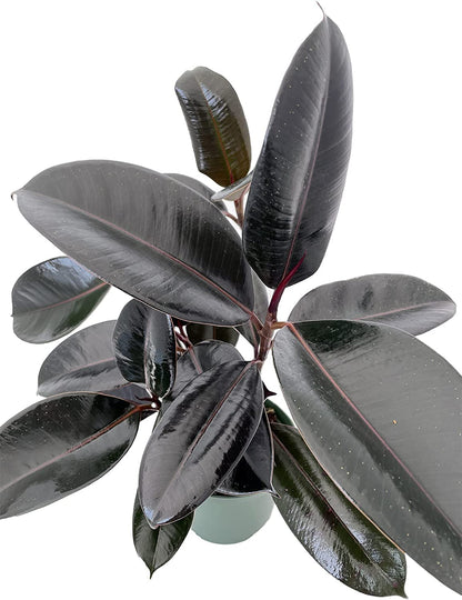 Burgundy Rubber Tree Plant - Ficus - 6" Pot