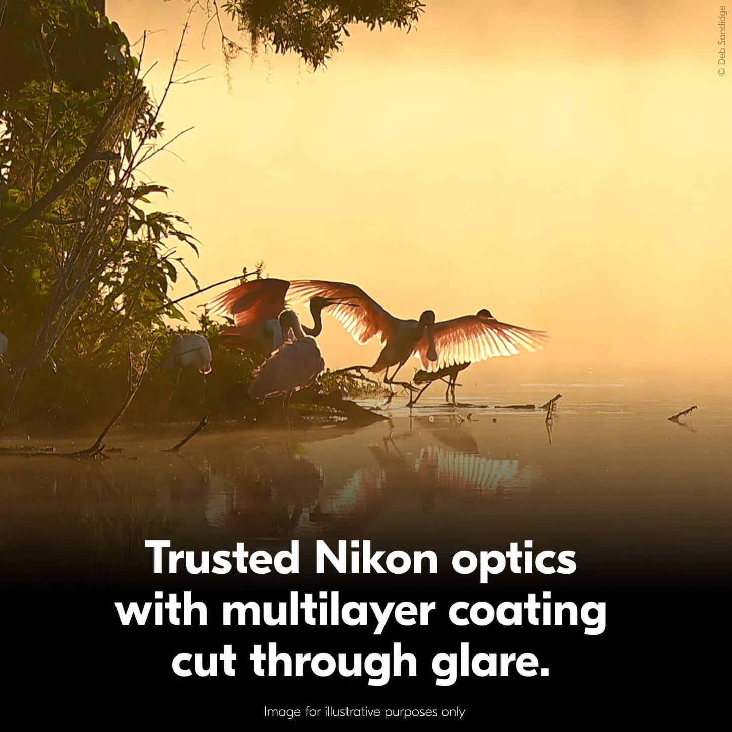 Nikon Action 7x50 Binocular | Multilayer-Coated Nikon Optics, Bright 50mm Objective Lenses, 7X Power, Turn-and-Slide Adjustable eyecups and Tripod-Ready Porro-Prism Design