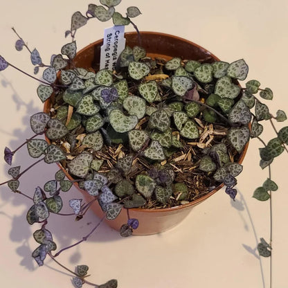 String of Hearts Plant Live | Different Houseplants in 6 Inch Pot | Fast-Growing Trailing Houseplant | Suitable for Home & Office Decor | Fully Rooted Trailing Houseplant for Indoor Décor & Easy Care