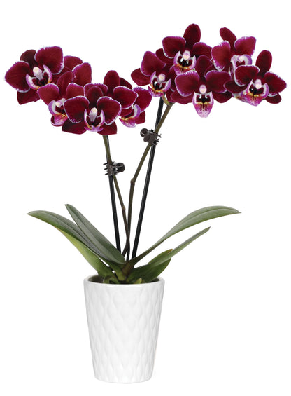 Green Circle Growers 2.5" Purple Mini Orchid in White Ceramic Pot, Live Indoor Plants, House Plant