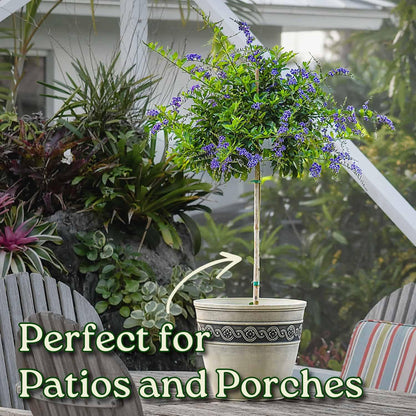 Duranta Tree Live Plant - Purple Showers - Overall Height 36" to 42" - Tropical Plants of Florida (Plant in Growers Pot)