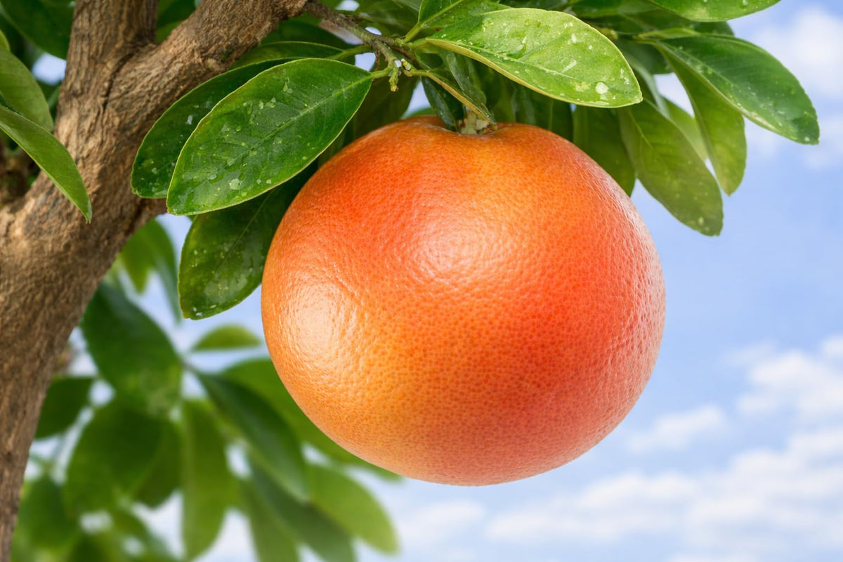 Ruby Red Grapefruit Tree - 2-5 Inch Tall Live Plant - Potted Indoor/Outdoor Fruit Seedling - Citrus x paradisi 'Ruby Red'