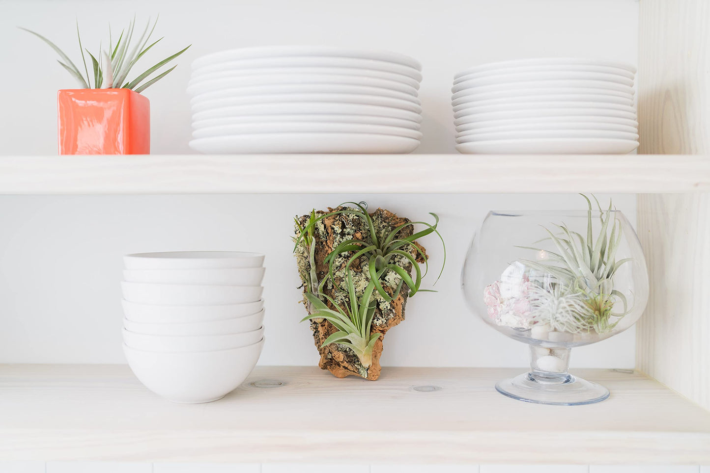 3 Small Chunk Natural Cork Bark DIY Kit with Three Assorted Air Plants, Glue and Hook - Live Tillandsia Succulent House Plant - Wholesale and Bulk - Easy Care Indoor and Outdoor Plants