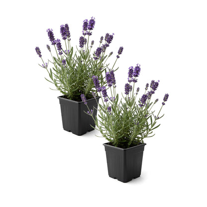 Live Lavender 2-Pack – Purple – Fragrant Sun Perennial Herb, Pollinator Friendly, 10” Tall, 1 Qt Pot
