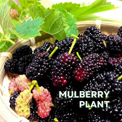 Pack 2 Mulberry Tree Live Plant for Growing 5 to 8 Inch Tall, Everbearing Mulberry Bush Live Plant, Mulberry Plant Live Home Garden (Dwarf Mulberry)