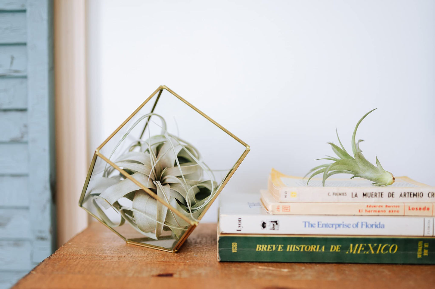 Air Plant Shop 3 Pack Tillandsia Curly Slim (T. Intermedia x T. Streptophylla) Air Plant - Succulents - Live Tillandsia - Easy Care Indoor and Outdoor House Plants